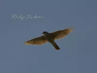 Sperwer [Accipiter Nisus] - Zevenhuizenplas Rotterdam (5mei2026)  