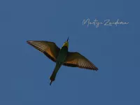 Bijeneter [Merops apiaster] - Vrouwenpolder Zeeland (22mei2026) 