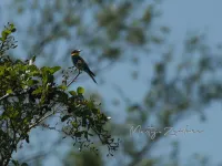Bijeneter [Merops apiaster] - Vrouwenpolder Zeeland (22mei2026)