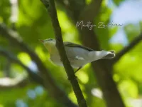 Fluiter [Phylloscopus sibilatrix] - Vrouwenpolder Zeeland (22mei2026) 
