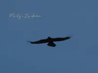 Raaf [Corvus corax] - Vrouwenpolder Zeeland (22mei2026)      