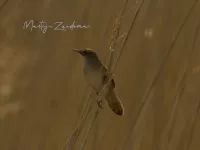 Snor [Locustella luscinoides] - Zevenhuizenplas Rotterdam (5mei2026)    